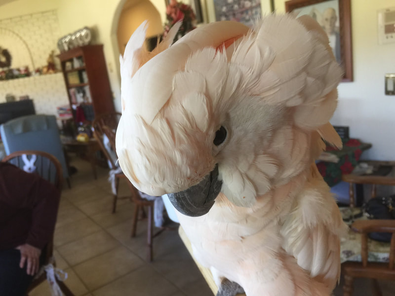 Sugar the Moluccan cockatoo giving attitude